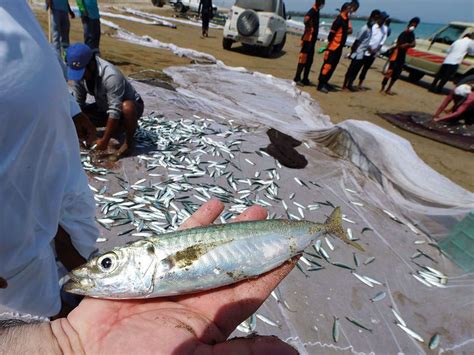 Kalba Beach: The fishermen’s ‘cove’ | Uae – Gulf News