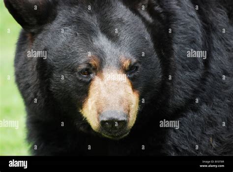 Black bear close up Stock Photo - Alamy