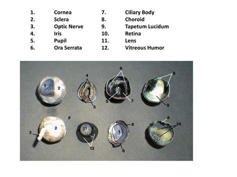 Cow Eye Dissection Diagram Labeled