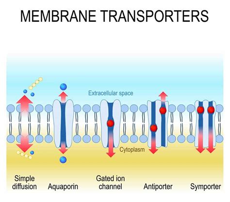 4 Types of Passive Transport (Plus Vital Facts) – Nayturr