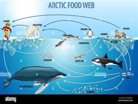 Bottlenose Dolphin Food Chain