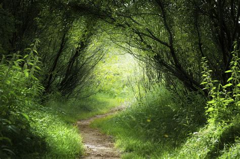 Image Gallery magical forest path