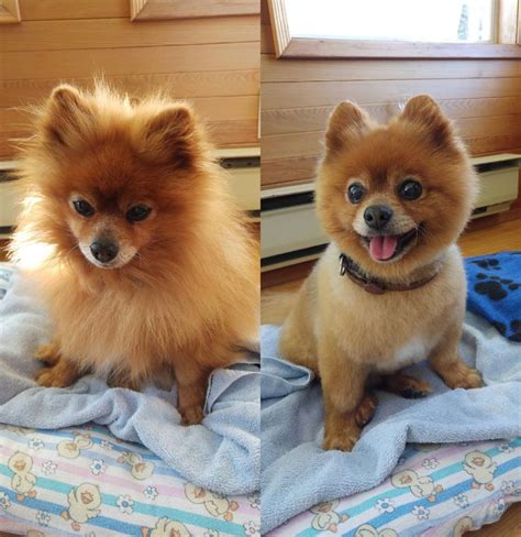 Dog haircuts, Pomeranian dog, Really cute puppies