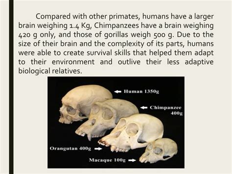 Human evolution and culture