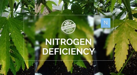 Nitrogen Deficiency Cannabis Photos & Chart - DRCANNABIS.IO