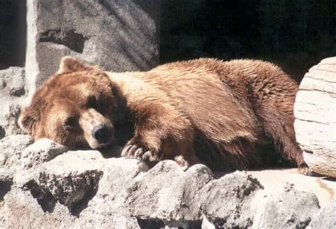 Animals That Hibernate | Interesting Facts About Hibernation