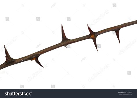 Acacia Tree Branch Thorns Isolated On Stock Photo 1873578661 | Shutterstock