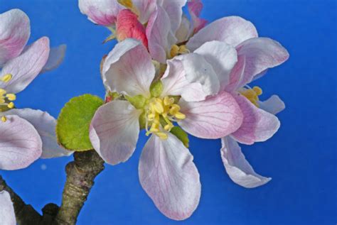 Crabapple Tree Diseases | Garden Guides