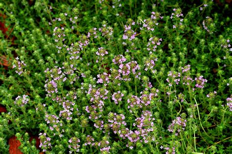 Creeping Thyme Is a Great Ground Cover for Sunny Areas and Pathways | Ground cover plants ...