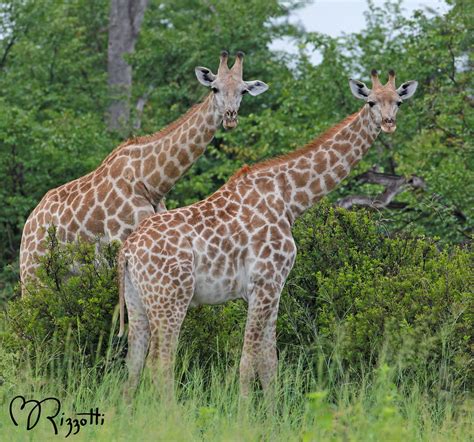 Southern Giraffe "Seeing Double" | Linyanti Wildlife Reserve… | Flickr