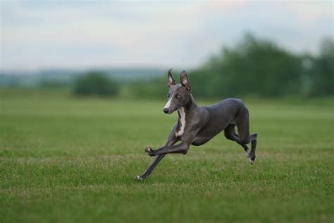 Whippet's Run During 'Fastest Dogs USA Competition' Is Show-Stopping ...