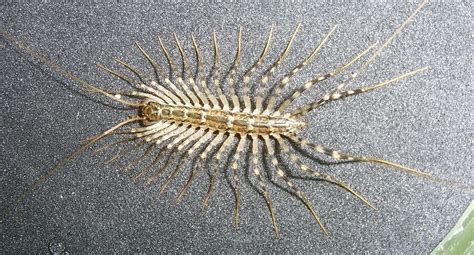 House Centipede or Silverfish? What's that Bug?