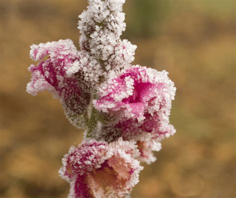 12 Frost Tolerant Plants to Grow when it’s Cold