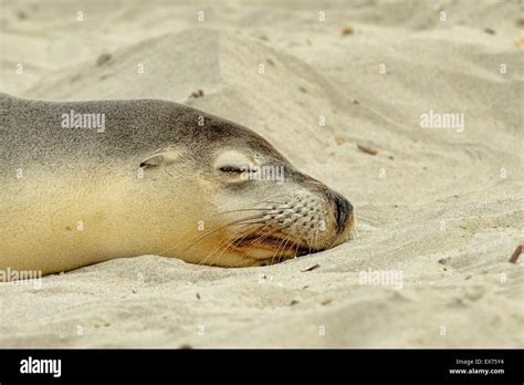 Australian Sea-Lion Neophoca cinerea Endangered species, Photographed on Kangaroo Island, South ...