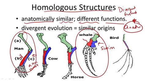 Homologous Structures Worksheets Answers