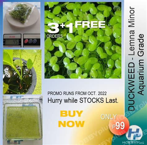 Duckweed (Lemna Minor)– Aquarium Grade | Lazada PH