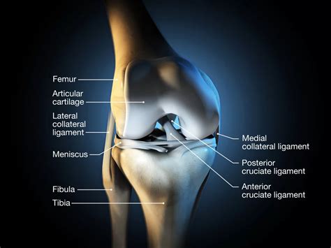 Mri Knee Cartilage Damage