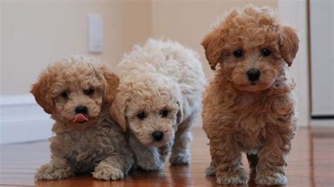 Bichon Poodle Mix - Truth About Poochon Dogs | Bichon poodle mix, Poodle puppy, Poochon dog