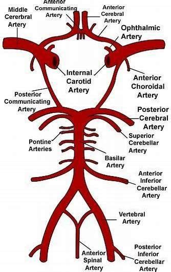 See related image detail | Circle of willis, Medical anatomy, Anatomy