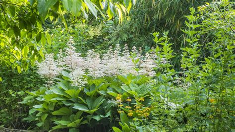 Woodland Garden - Cambridge University Botanic Garden