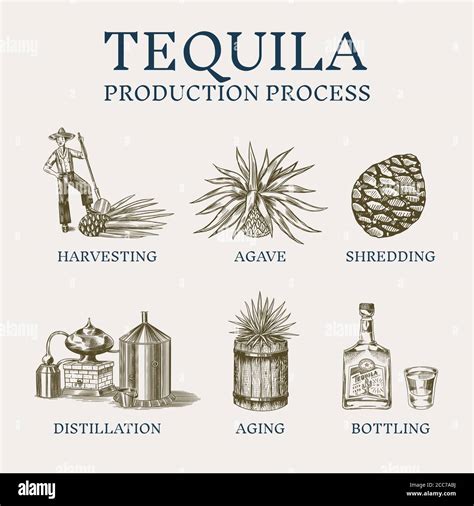 Tequila production process. Glass bottle, shot with lime, Distilled alcohol, blue agave Plant ...