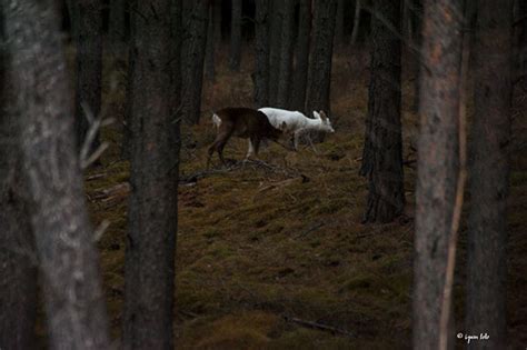 Albino deer on Behance