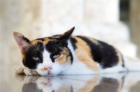 Lethargy in Cats: Causes, Signs, Symptoms & Treatment - Cats.com