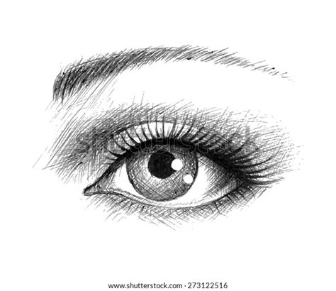 Human Eye Vector Illustration Stock Vector (Royalty Free) 273122516