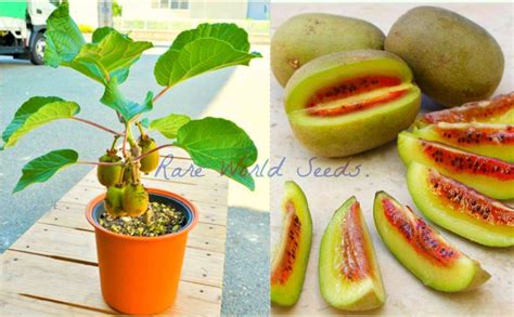 Amazing MINI kiwi plant 'Dwarf Pautske' from Japan VERY RARE SEEDS! | Rare seeds, Papaya tree, Seeds