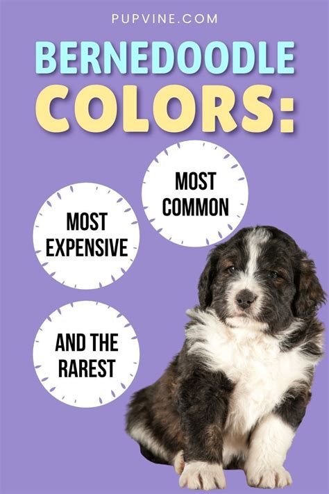 Bernedoodle Colors: The Berner/Poodle Mix Coat Colors Explained | Bernedoodle, Bernedoodle puppy ...