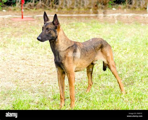 A young, beautiful, black and mahogany Belgian Shepherd Dog standing on the grass. Belgian ...