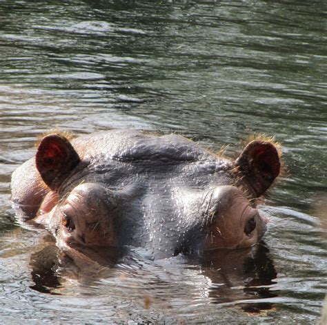 Hippo Free Stock Photo - Public Domain Pictures