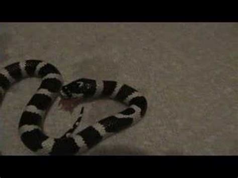 Kingsnake Feeding - YouTube