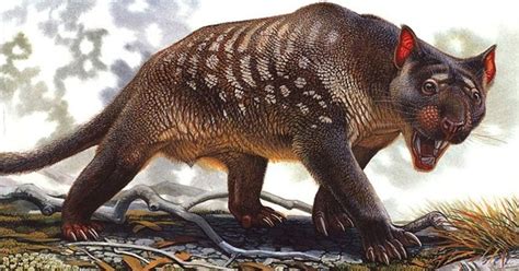 OPINION: What killed Australia's megafauna? - Australian Geographic