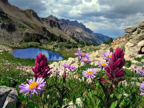 2021 First Place | Crested Butte Wildflower Festival