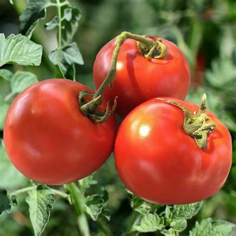 Tomato - Homestead - Premier Seeds Direct