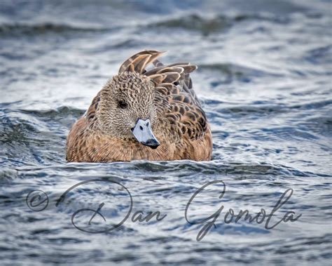 Dan Gomola Wildlife Photography | 2017 Spring Waterfowl Migration In Full Swing