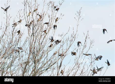 Cedar waxwing flock in late fall Stock Photo - Alamy