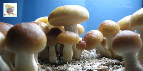 10 Facts about the fastest-growing cubensis strains