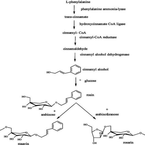 Biosynthetic pathway for synthesis of cinnamyl alcohol glycosides [12 ...