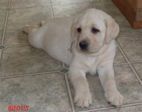 English Blockhead Labrador For Sale | PETSIDI