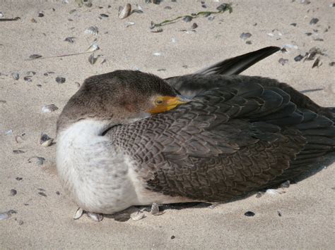 The 1,000-Mile Great Lakes Adventures: Shoreline Birds