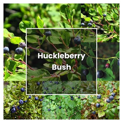 How to Grow Huckleberry Bush - Plant Care & Tips | NorwichGardener