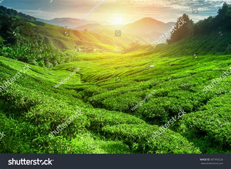 Tea Plantation Sunset Time Nature Background Stock Photo (Edit Now) 307393226