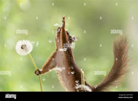 Red Squirrel reaches with dandelion seeds flying Stock Photo - Alamy