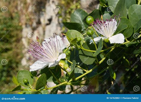 Caper plant in bloom stock photo. Image of capparaceae - 16762882