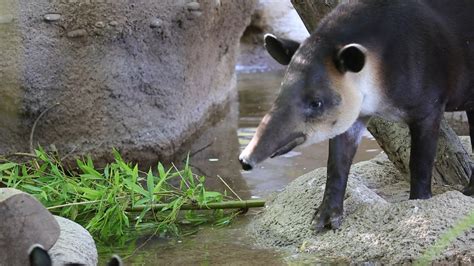 The Baird's Tapirs Take A Dip | summer, swimming pool | The Baird's ...