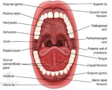 Labeling Mouth Diagram | Quizlet