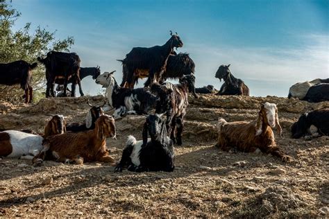 Goat farming in Rajasthan, India | Free Photo - rawpixel