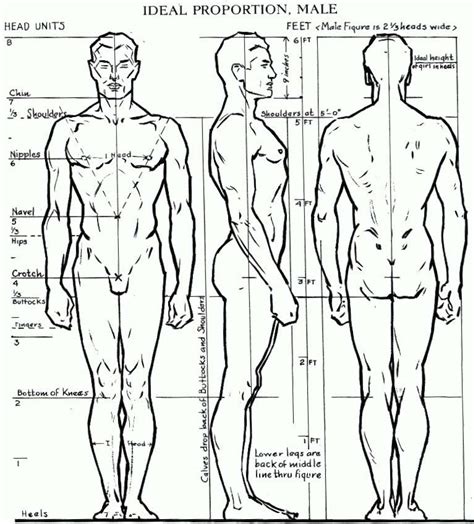 Figure Drawing Proportions Worksheet